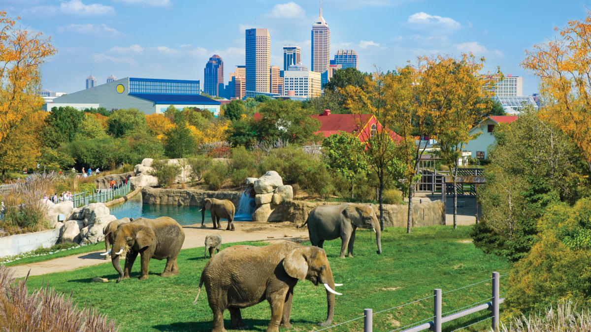 Save at top attractions like the Indianapolis Zoo with Indy Daily Deals