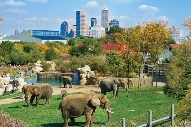 Save at top attractions like the Indianapolis Zoo with Indy Daily Deals