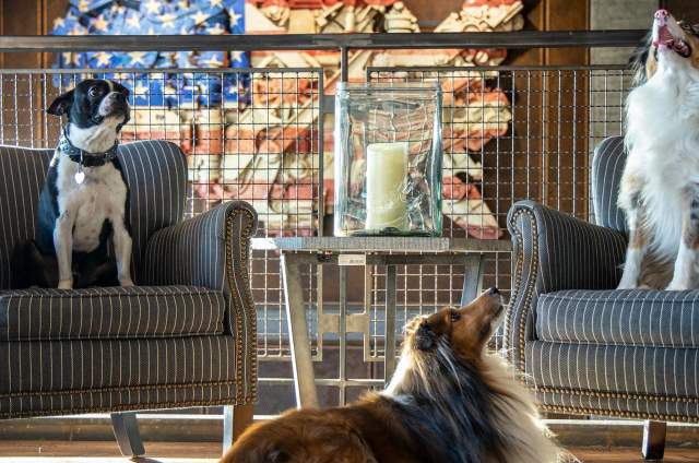 The Ironworks Hotel on Indy's northside rolls out the red carpet for pets