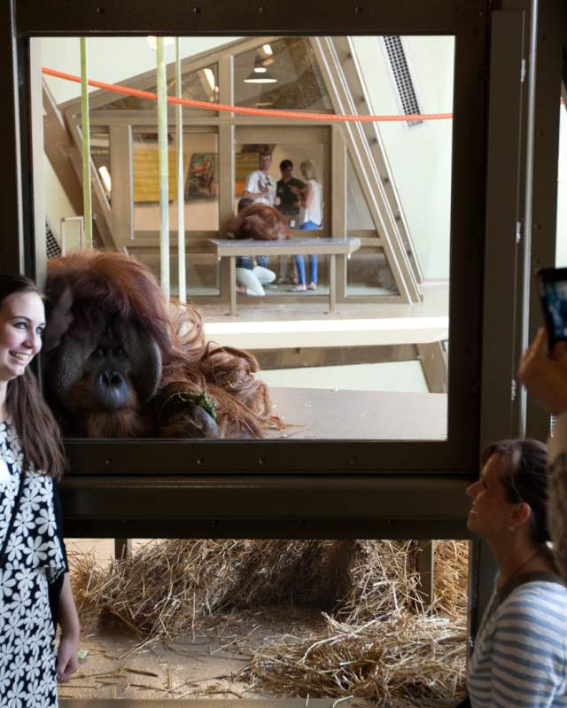 Get eye-to-eye with orangutans at the Indianapolis Zoo