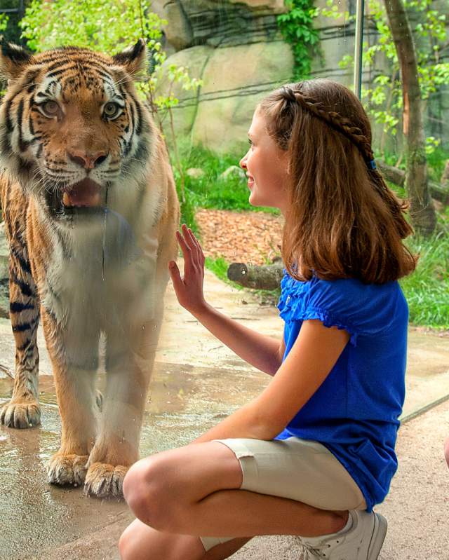 Tiger at the Indianapolis Zoo